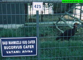 kuscafer.jpg (23154 bytes)